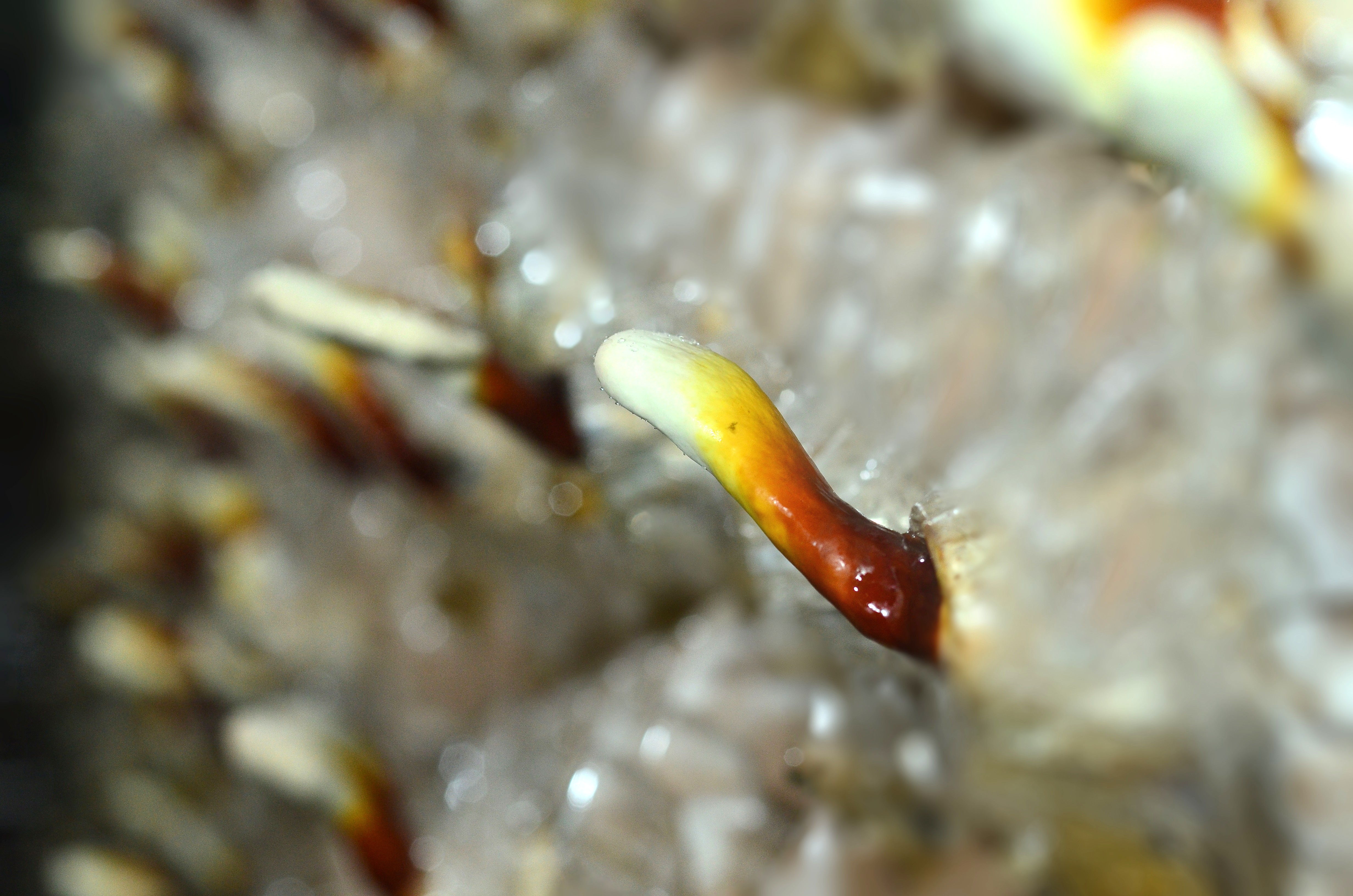 Growing of deer horn ganoderma